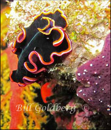 Black And Red Flatworm