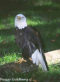 Southern Bald Eagle