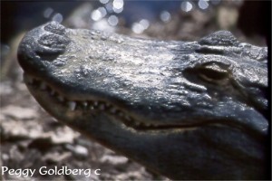 Alligator Face