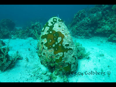 Golden Images - Underwater and Nature Photography, Scuba Instruction by