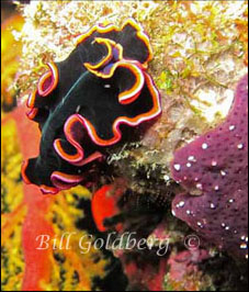 Black And Red Flatworm