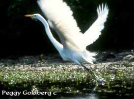 Great White Heron