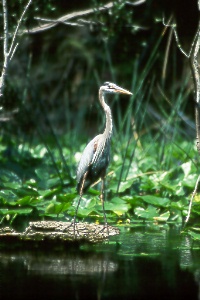 Great Blue Heron