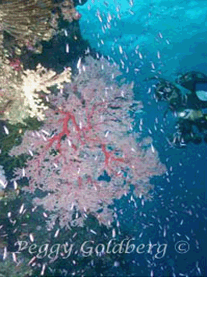  Underwater - Peggy Goldberg Underwater Photographer