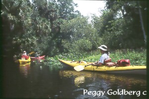 Kayaking on Blackwater Creek