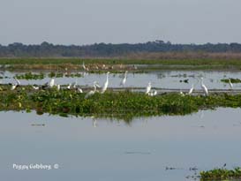 Orange Lake Birds