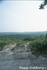 Orange Lake Drained