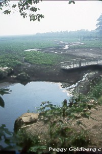 Orange Lake Drained