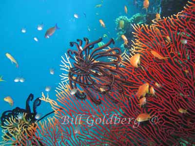 Sea Fans With Crinoids