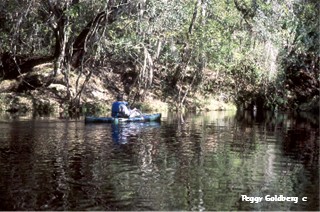 Kayaking Steinhatchee