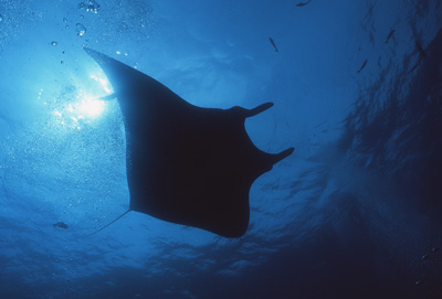 Manta