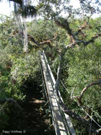 Canopy Walk