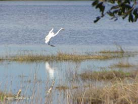 Great Egret