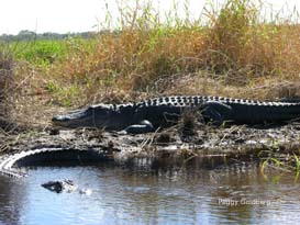 Gators