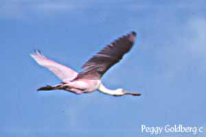 Roseate Spoonbill in Flight