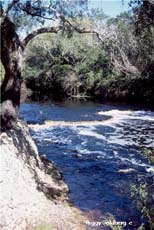 Steinhatchee Falls