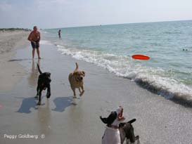 Dog Beach