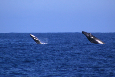 whale and calf breaching
